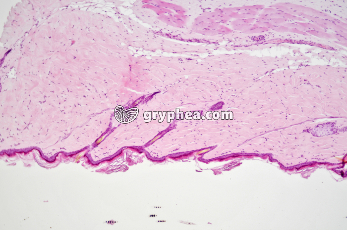 Peau CT x25 - gryphea.org